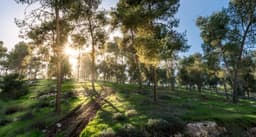 Lahav_Forest_Profile.jpg